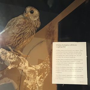 Laughing Owl taxidermy and signage, Nelson Provincial Museum
