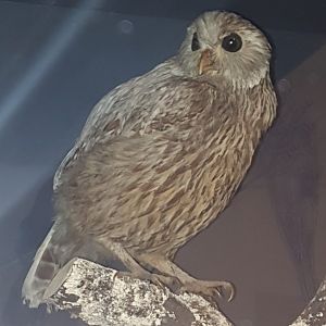 Laughing Owl taxidermy, Nelson Provincial Museum