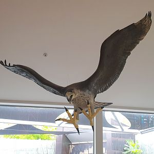 Haast's Eagle model, Nelson Provincial Museum