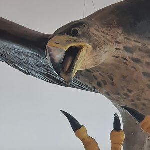 Haast's Eagle model, Nelson Provincial Museum