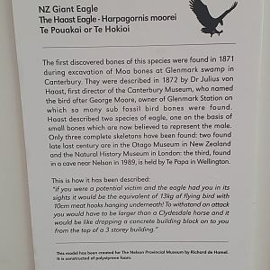 Haast's Eagle signage, Nelson Provincial Museum
