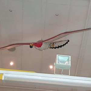 Haast's Eagle model, Nelson Provincial Museum