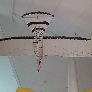 Haast's Eagle model, Nelson Provincial Museum