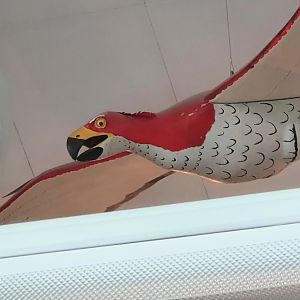 Haast's Eagle model, Nelson Provincial Museum