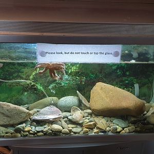 Marine Life Tank, Nelson Provincial Museum