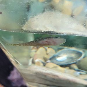 Fish ID, Nelson Provincial Museum