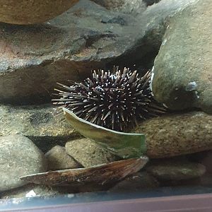 Sea Urchin, Nelson Provincial Museum