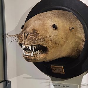 New Zealand Fur Seal mount, Nelson Provincial Museum