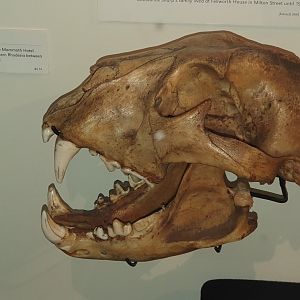 African Lioness skull, Nelson Provincial Museum
