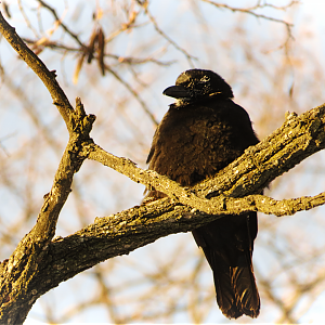 Juvenile American crow