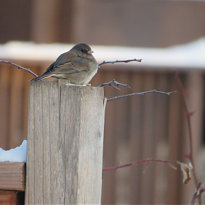Dark-eyed junco