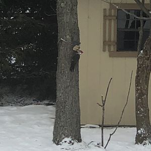 Pileated Woodpecker