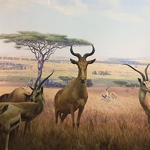 Serengeti Plains Centre