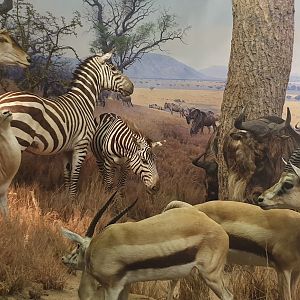 Serengeti Plains Left