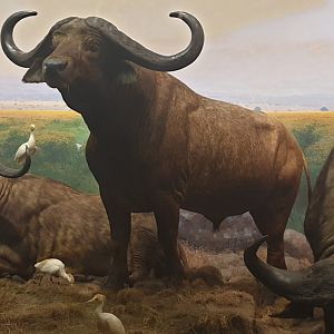 Buffalo