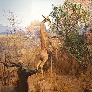 Lesser Kudu & Gerenuk