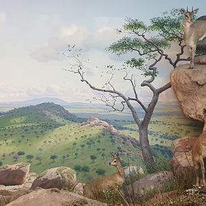 Klipspringer & Mountain reedbuck & Olive Baboon