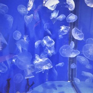 Ocean Realm - Sea Turtle Cove - Common Jellyfish Exhibit