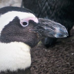 Penguin Island - African Penguin