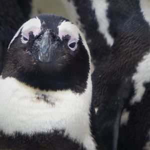 Penguin Island - African Penguin