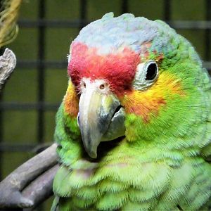 Hippo Haven - Red-lored Amazon - Candy