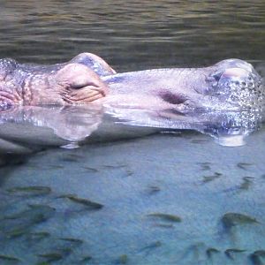 Hippo Haven - Nile Hippopotamus