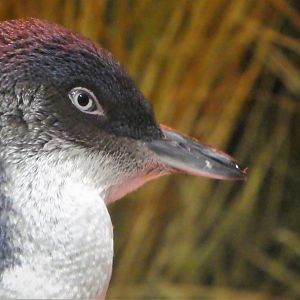 Little Blue Beach - Little Penguin