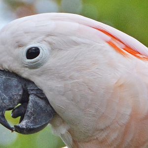 Salmon-crested cockatoo portrait.
