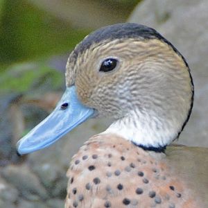 Ringed teal portrait.
