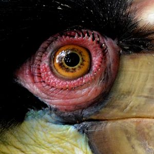 Wreathed hornbill eye.