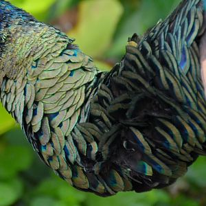 Green peafowl neck feathers.