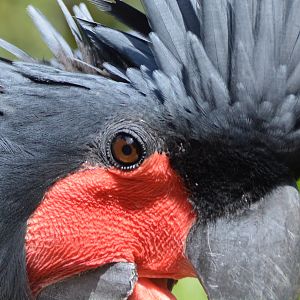 Palm cockatoo close-up.
