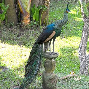Green peafowl, posing.