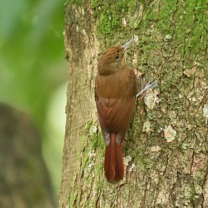 Plain-winged Woodcreeper (Dendrocincla turdina)