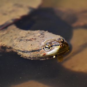 Hilaire’s Side-necked Turtle (Phrynops hilarii)