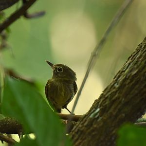 Eye-ringed Tody-Tyrant (Hemitriccus orbitatus)