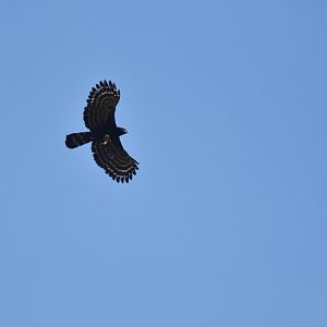 Black Hawk-Eagle (Spizaetus tyrannus)