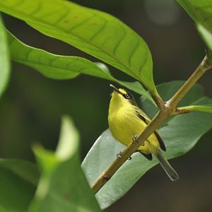 Common Tody-Flycatcher (Todirostrum cinereum)