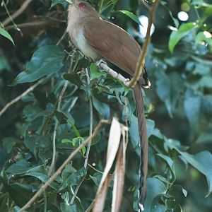 Squirrel Cuckoo (Piaya cayana)