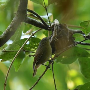 Unicolored Antwren (Myrmotherula unicolor)