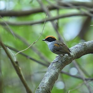 Black-cheeked Gnateater (Conopophaga melanops)