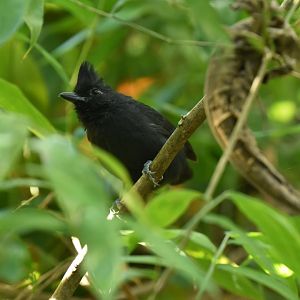 Tufted Antshrike (Mackenziaena severa)