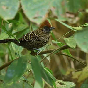 Tufted Antshrike (Mackenziaena severa)