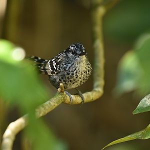 Scaled Antbird Drymophila squamata