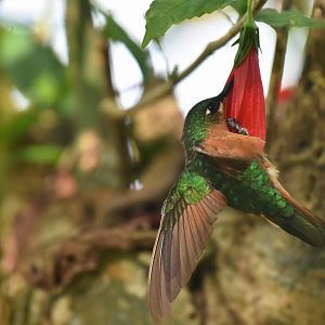 Brazilian Ruby (Clytolaema rubricauda)
