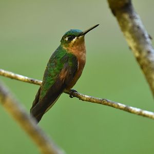 Brazilian Ruby (Clytolaema rubricauda)