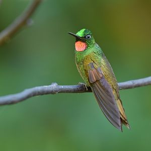 Brazilian Ruby (Clytolaema rubricauda)