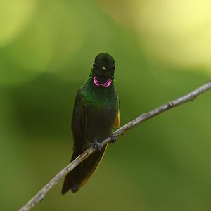 Brazilian Ruby (Clytolaema rubricauda)
