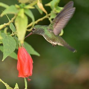 Glittering-throated Emerald (Chionomesa fimbriata)