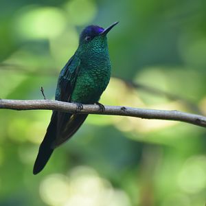Violet-capped Woodnymph (Thalurania glaucopis)